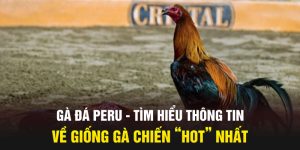 ga-da-peru-tim-hieu-thong-tin-ve-giong-ga-chien-“hot”-nhat