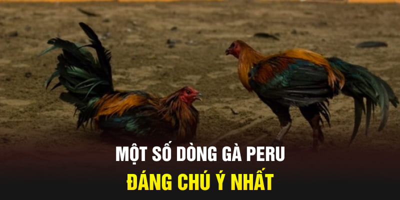 mot-so-dong-ga-peru-dang-chu-y-nhat